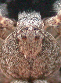 Philodromus praelustris